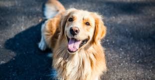 The cost to buy a golden retriever varies greatly and depends on many factors such as the breeders' location, reputation, litter size, lineage of the puppy, breed popularity (supply and demand), training, socialization efforts, breed lines and much. 10 Golden Retriever Rescues Looking For Fosters And Adopters The Animal Rescue Site News