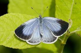 Big Butterfly Count Common Species To Identify And How To