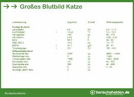 Ein blutbild wird in verschiedenen situationen durchgeführt, etwa bei einer routineuntersuchung beim hausarzt, bei verdacht auf eine infektion oder vor einer operation. Blutwerte Bei Katzen Klinischer Befund Laborwerte Tierischehelden