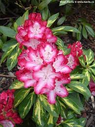 Rhododendron President Roosevelt Trees To Plant Rhododendron Flowers