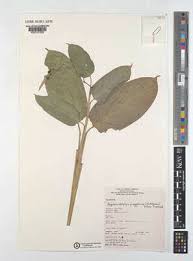 Image result for Hypselodelphys scandens