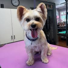 Levi's transformation 💙 • • • #doggroomer #doggrooming #morkie  #transformation #haircut #hairstyle #stpete #tampa #tampabay