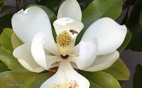 We did not find results for: Magnolia Magic And Busy Bees