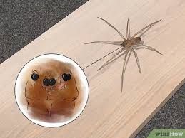But can a brown recluse bite really lead to the loss of a limb? How To Identify A Brown Recluse 11 Steps With Pictures