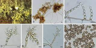 Image result for Dichapetalum rhodesicum