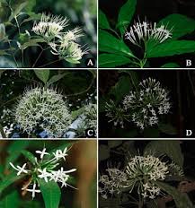 Image result for Pavetta