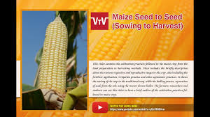 Select from premium maize seed images of the highest quality. Maize Seed To Seed Sowing To Harvest Youtube