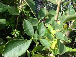 Image result for Fraxinus velutina