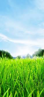 green grass hd 1080x2340 green grass hd 1080x2340