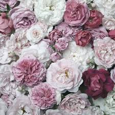 The most common flower oasis material is cotton. Floral Wallpaper Blossom Peony Other Flower Wallpaper Wilko Com