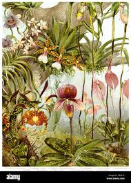 Image result for Orchidaceae