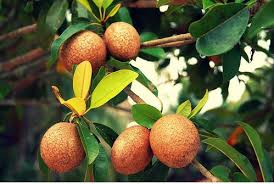 Pin On Fruits