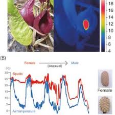 Maybe you would like to learn more about one of these? Thermoregulation In Skunk Cabbage S Renifolius A Skunk Cabbages Download Scientific Diagram