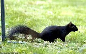 The Pack Of Mutant Black Squirrels That Are Giving Britain S Grey Population A Taste Of Their Own Medicine Black Squirrel Squirrel Fox Squirrel