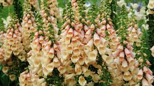 Image result for Digitalis purpurea alba/ red spots