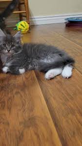 Averill's Maine Coon Cats