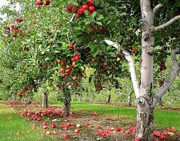 Orchard Row Apple Garden Fruit Trees Food Forest