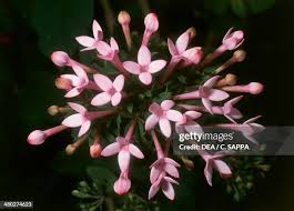 Image result for Bouvardia longiflora