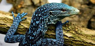 Image result for Gerardiina angolensis