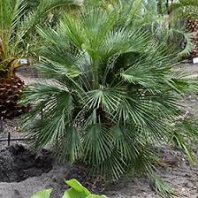 Image result for Chamaerops