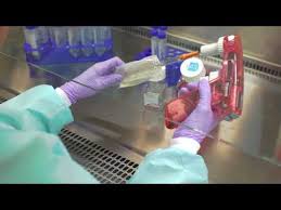 Maybe you would like to learn more about one of these? 5 08 Mb Cell Splitting Video Biovision Inc Download Lagu Mp3 Gratis Mp3 Dragon