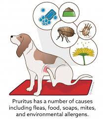 Talk to your veterinarian today. Pruritus Itching And Scratching In Dogs Vca Animal Hospital