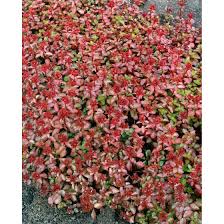 Bei eingetrocknetem blut hilft es meist, wenn man den fleck zunächst mit sodawasser einweicht, ihn. Sedum Spurium Schorbuser Blut Pflanzen Fur Dich De 3 70