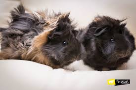They are entered and shown in arba competitions in nineteen color classifications; Guinea Pigs Breeds And Features How To Choose The Right One
