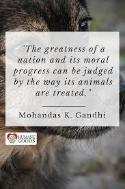 What More Needs To Be Done To Protect Animals Cruelty Free Cats Animalwelfare Pets Dogs Quote Wildlife Quotes Animal Quotes Animal Protection