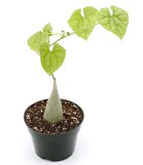 Image result for Gerrardanthus lobatus