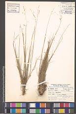 Image result for Sorghastrum stipoides