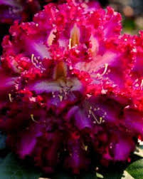 Burgundy Lace Singing Tree Gardens Nursery Rhododendron Plant Rhododendron Plants