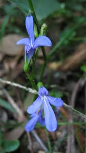 Image result for Lobelia uliginosa