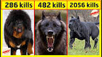Most Dangerous Dogs In The World - ExploreWorldLK