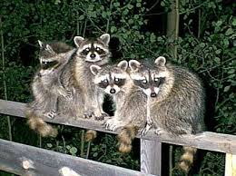 Raccoons Terrorizing Attacking People In Oregon Florida Pet Raccoon Animals Animals Wild