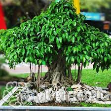 Ficus Bonsai Mercadolivre
