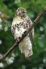 Birds Of Prey Cape Cod Red Tailed Hawk Young Birds Of Prey Red Tailed Hawk Raptors Bird
