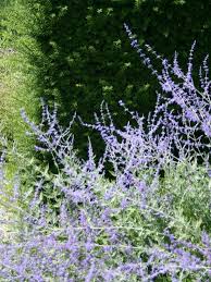This plant will provide nectar and pollen for bees and the many other types of pollinating insects. Perovskia Atriplicifolia Blue Spire Reuzenlavendel De Tuinen Van Appeltern