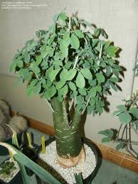 Image result for Adenia fruticosa