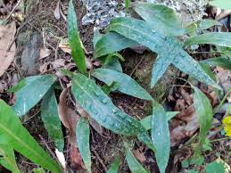 Image result for Pleopeltis macrocarpa