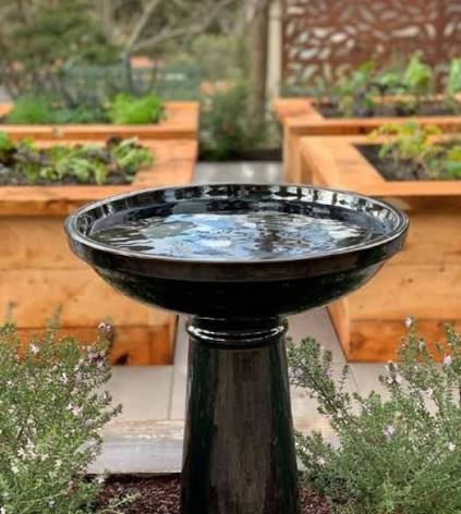 Bird bath acting as a mirror