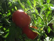 Knowing what to grow, when to plant the seeds, along with a few tricks, will help ensure your spring vegetables and crops thrive. Short Season Tomato Varieties Hgtv
