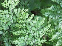 Image result for Adiantum