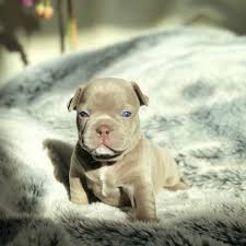 Maybe you would like to learn more about one of these? French Bulldog Puppies French Bulldog Pups French Bulldog For Sale