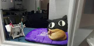 Art Cat Café | Diario Correo de Punta del Este