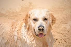 Are golder retrievers good apartment dogs? Autumn Lake Golden Retrievers Golden Retriever Puppies Virginia