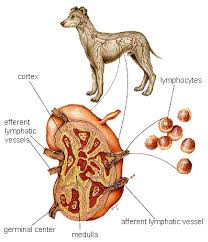 Lymphatic System