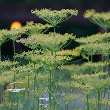 Image result for Anethum