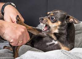 Misschien heeft er ooit al eens een hond geprobeerd je te bijten. Mijn Hond Is Agressief Gedragsproblemen Hondencoach Aniek Wendt