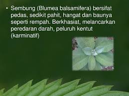 Selamat mengubah dinding polosmu menjadi lebih keren! Penggunaan Jamu Untuk Terapi Penyakit Saluran Cerna Ppt Download